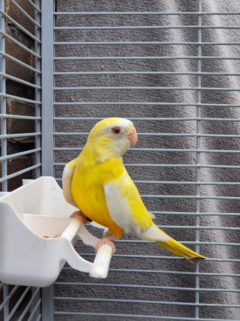 Splendid Lutino roodbuik pop, Dieren en Toebehoren, Vrouwelijk, Parkiet, Geringd
