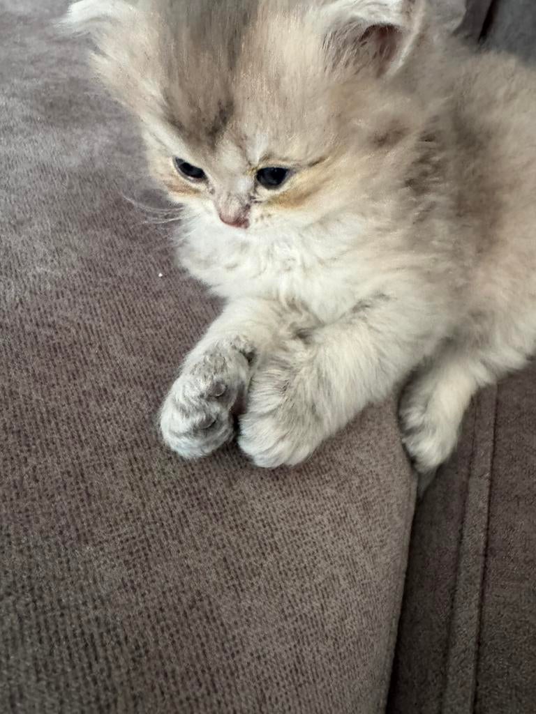 Britse korthaar mannetje!, Meerdere dieren, Met stamboom