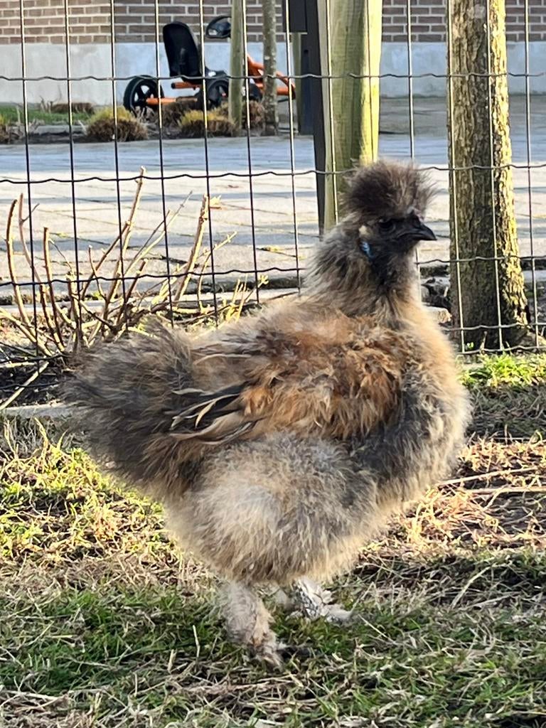 Jonge zijdehoen blauwe lel, Mannelijk, Kip