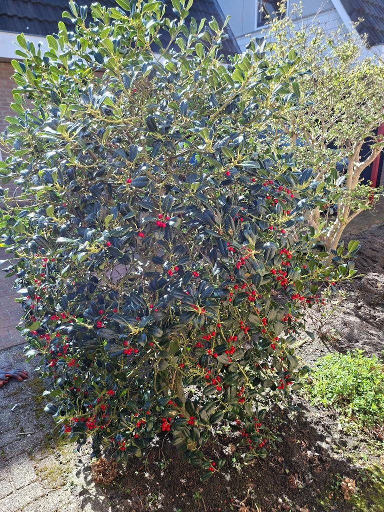 Hulst, Ophalen of Verzenden, Hulst, Struik, 100 tot 250 cm