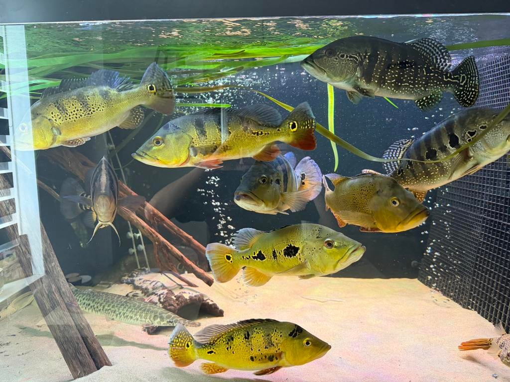 Chicla’s kelberi,spider,blue azul,royal silk, Vis, Zoetwatervis