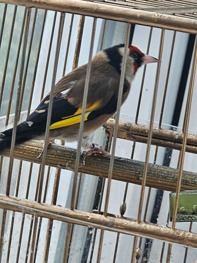 Parva putter man, Dieren en Toebehoren, Mannelijk, Wildzangvogel, Geringd