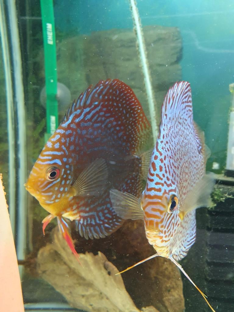 KWEEKKOPPEL DISCUS VIS, Vis