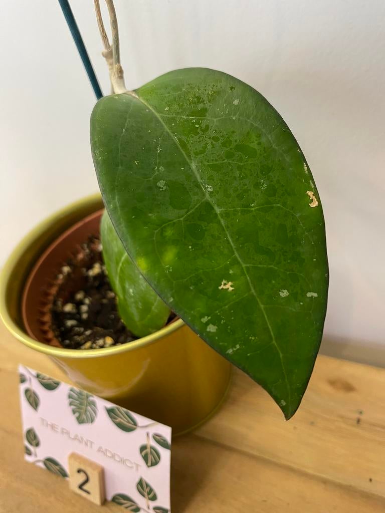 Hoya Puom Siam Ruby (PMP 176) #2, Huis en Inrichting, Kamerplanten, Ophalen of Verzenden, Halfschaduw, Minder dan 100 cm