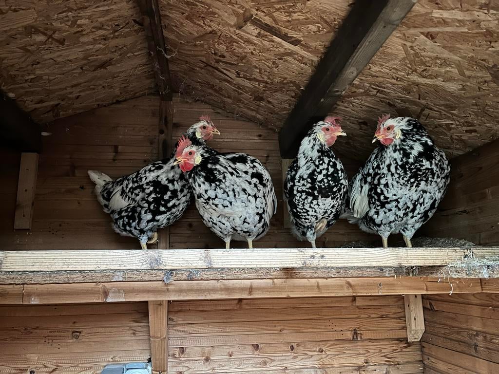 4 gezonde bonte leghorns, 2 jr oud, Vrouwelijk, Kip