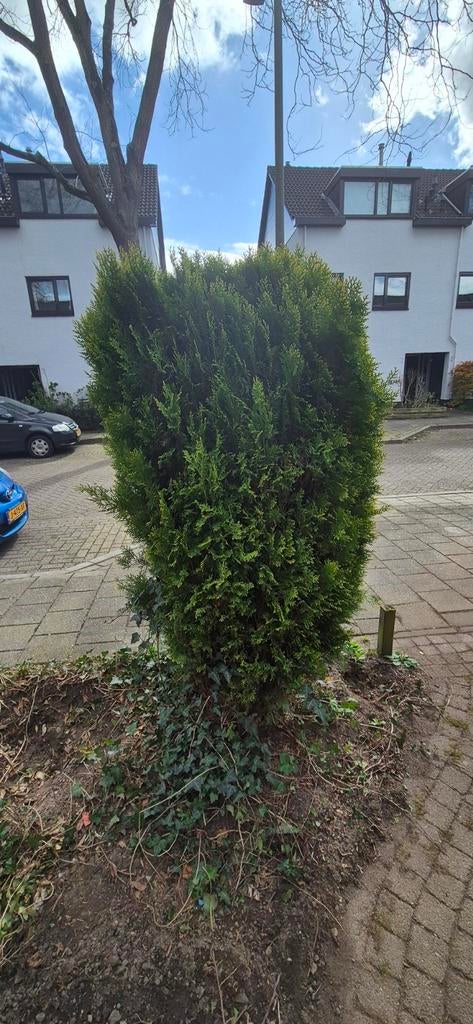 Diverse planten en struiken gratis af te halen, Tuin en Terras, Planten | Struiken en Hagen, Ophalen, Overige soorten, Struik
