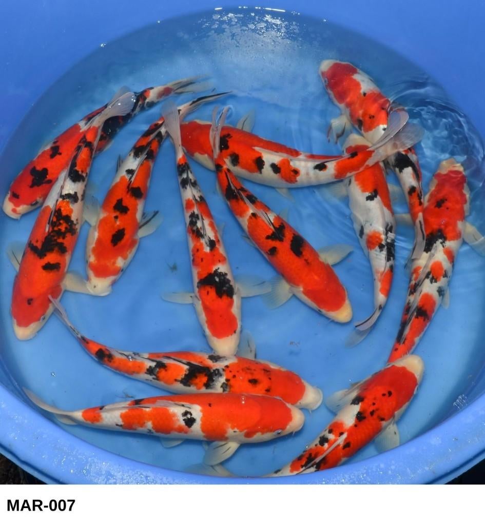 japanse koi s PAASWEEKEND AANBIEDING !, Karper of Koi