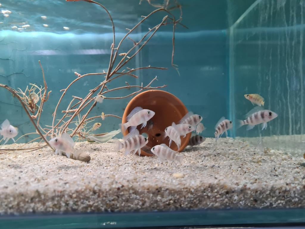 Frontosa Burundi Tanganyika Cichliden, Dieren en Toebehoren, Vissen | Aquariumvissen, Vis, Zoetwatervis