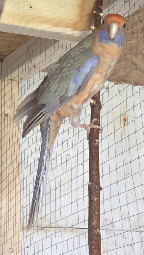 Pennant rosella, Dieren en Toebehoren, Vogels | Parkieten en Papegaaien, Vrouwelijk, Parkiet