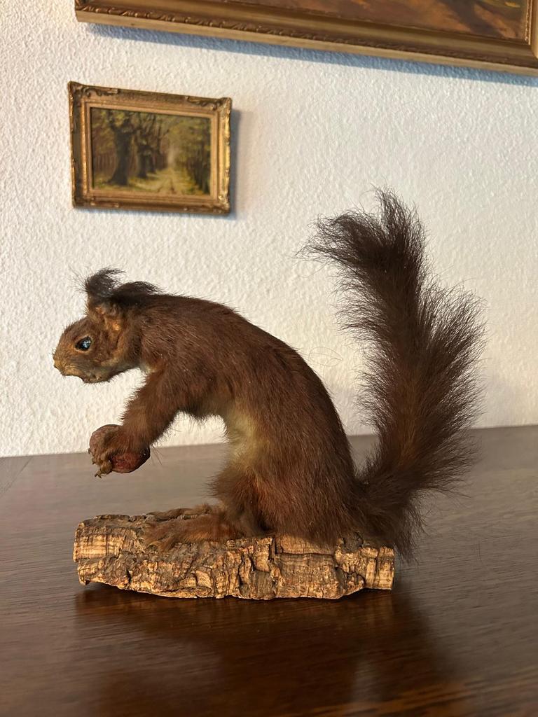 Eekhoorn, Ophalen, Nieuw, Wild dier, Opgezet dier