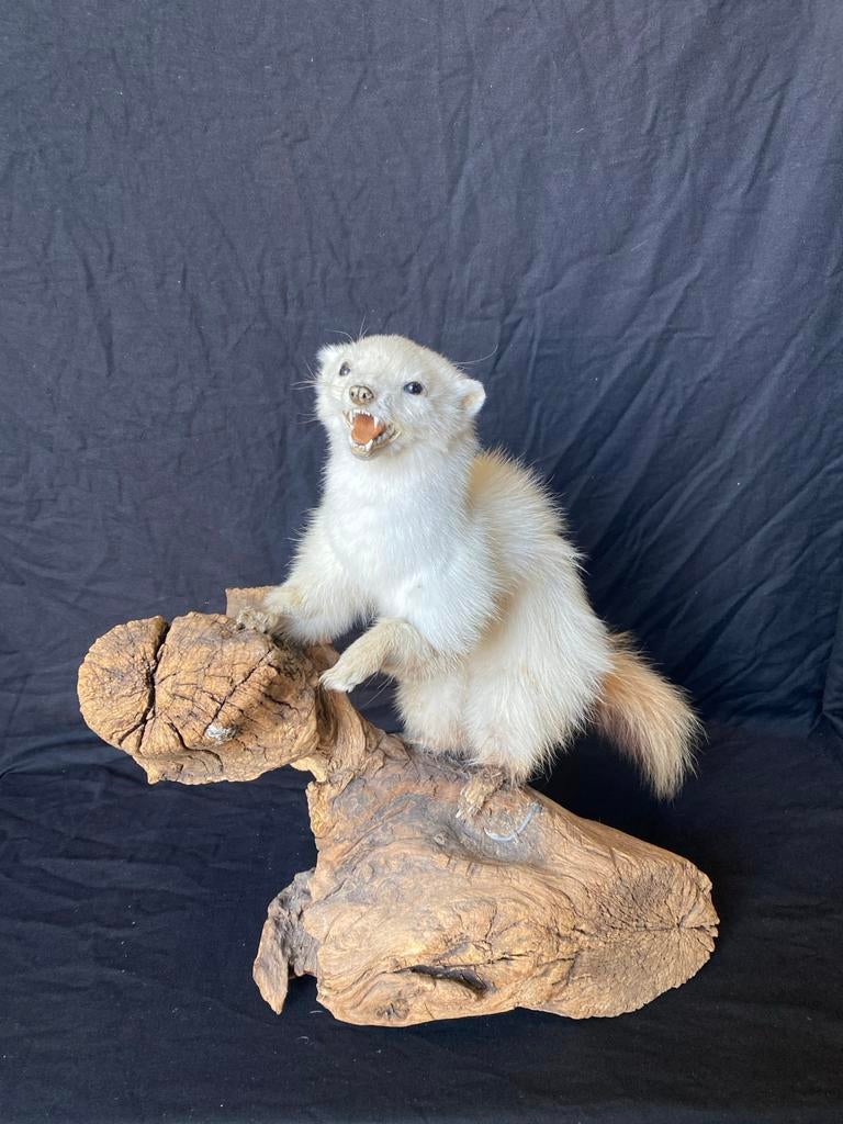 Mooie opgezette Marter met kleine gebreken, Verzamelen, Dierenverzamelingen, Ophalen of Verzenden, Gebruikt, Wild dier, Opgezet dier