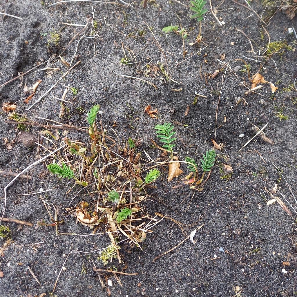 4 planten met witte bloemen, Tuin en Terras, Planten | Tuinplanten, Ophalen, Overige soorten, Volle zon