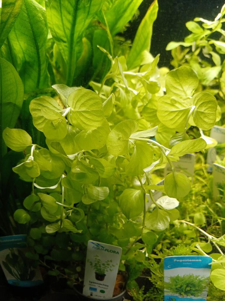 aquariumplanten duur? uitzoeken geheel assortiment, Vis