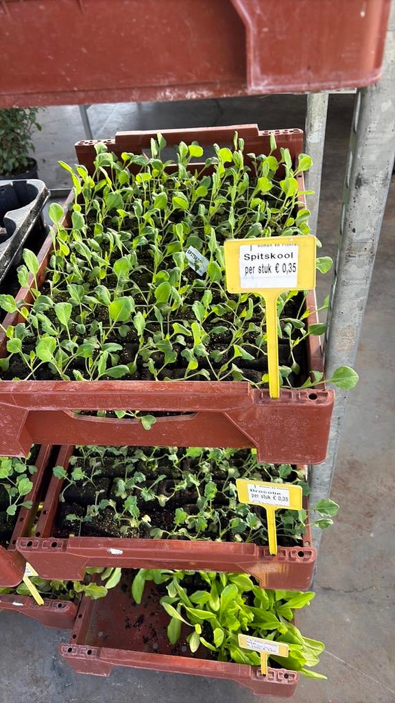 Groente plantjes, Tuin en Terras, Planten | Tuinplanten, Ophalen, Eenjarig, Groenteplanten, Volle zon