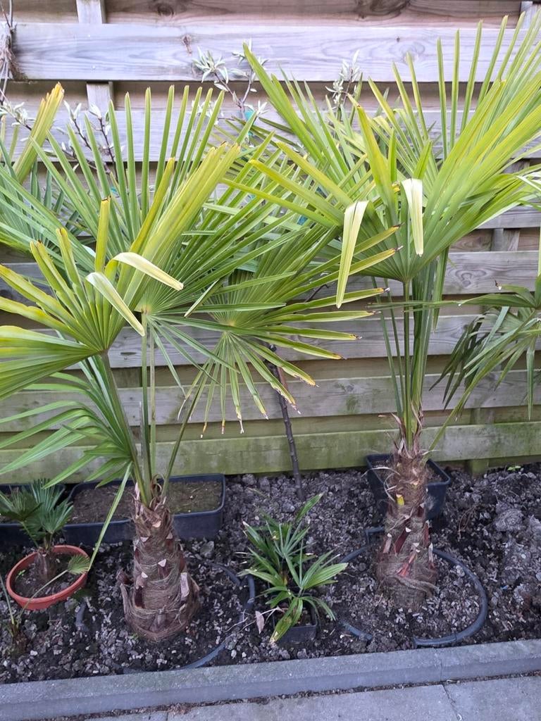 Trachycarpus Fortunei - Winterharde Palmboomwaaierpalm, Tuin en Terras, Volle zon, Vaste plant, Bloeit niet, Ophalen