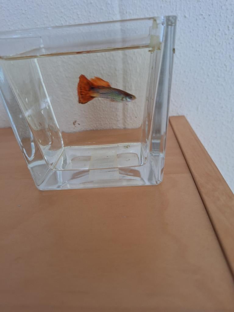 Guppen mannetjes en vrouwtjes., Dieren en Toebehoren, Vis, Zoetwatervis