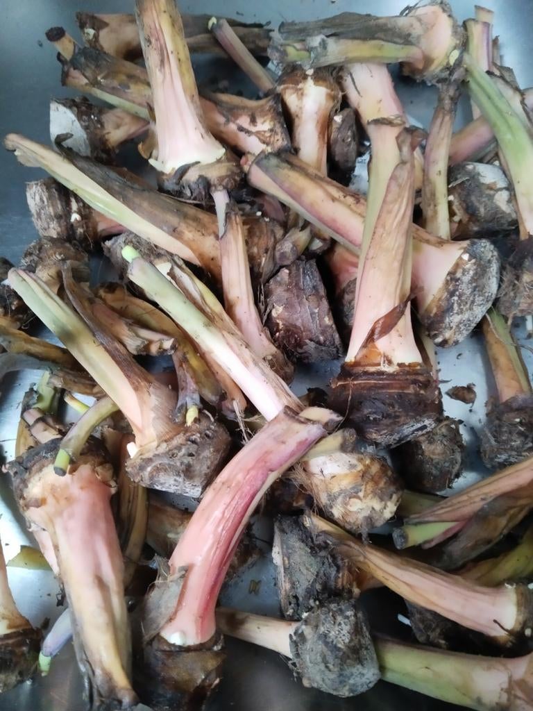 Surinaamse Tajerblad knollen 1,25  euro per stuk, Ophalen of Verzenden, Volle zon, Knol