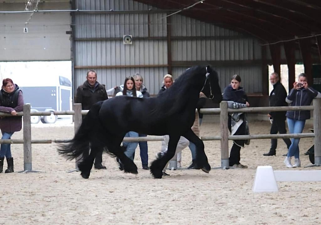 Verschillende super mooie Fell pony's te koop en ter dekking, M, 0 tot 2 jaar, Hengst, Gechipt