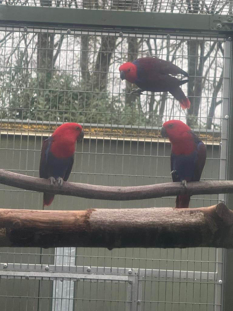 Verschillende edelpapegaai poppen van kweek 2025, Dieren en Toebehoren, Vogels | Parkieten en Papegaaien, Vrouwelijk, Papegaai