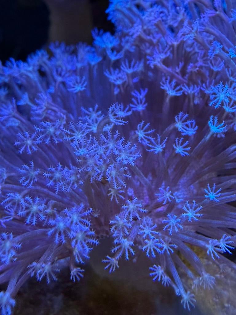 Sarcophyton, Overige typen, Zoutwatervis