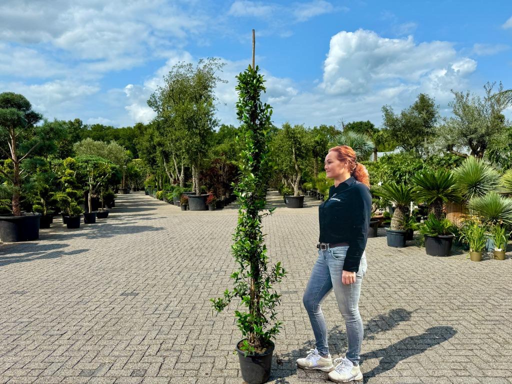 Toscaanse jasmijn - Trachelospermum jasminoides te koop!!, Vaste plant, Ophalen of Verzenden, Halfschaduw, Klimplanten