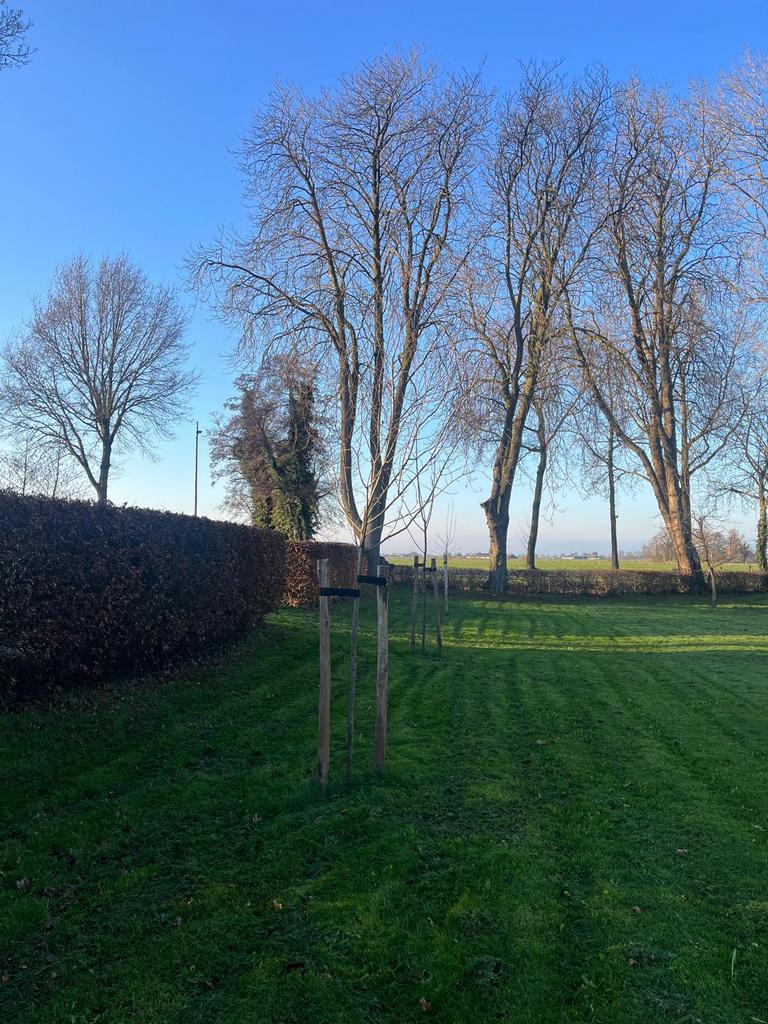 Boompalen kastanje afrasteringpalen schutting, Ophalen of Verzenden, Nieuw, Palen