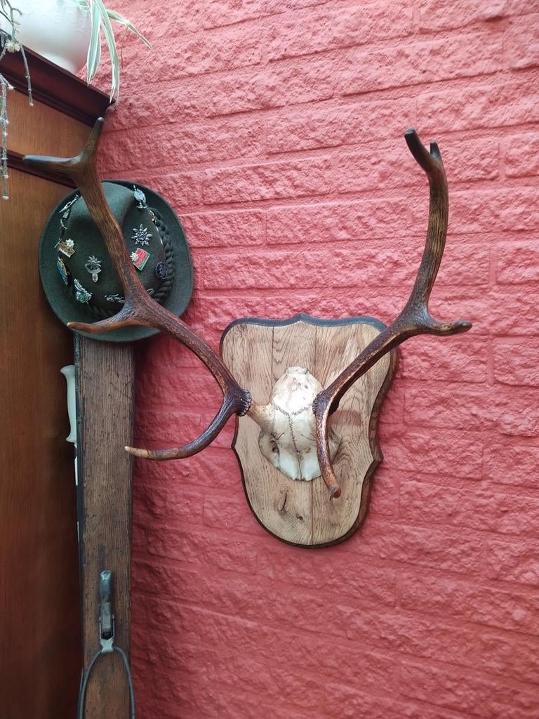 Gewei edelhert. Hertengewei op schedel en houten schild, Ophalen of Verzenden