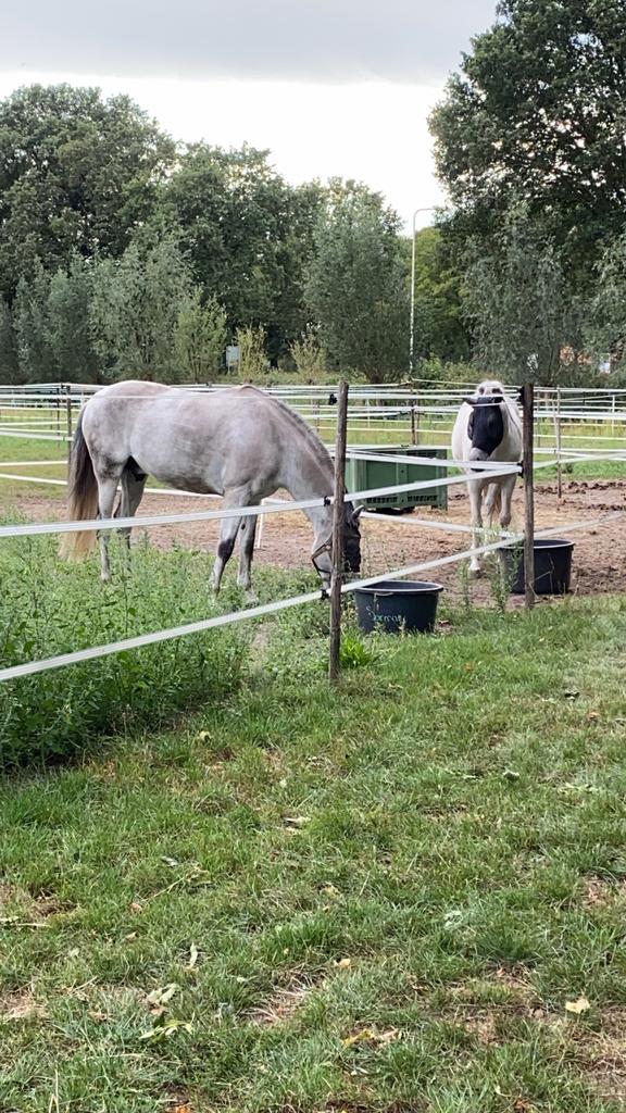 Stalling, Dieren en Toebehoren, Stalling en Weidegang, Stalling, Weidegang