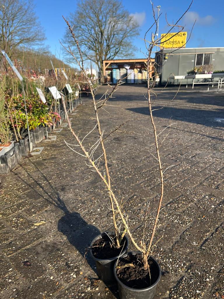Duindoorn struik, Tuin en Terras, Planten | Tuinplanten, Vaste plant, Overige soorten, Halfschaduw, Lente, Ophalen