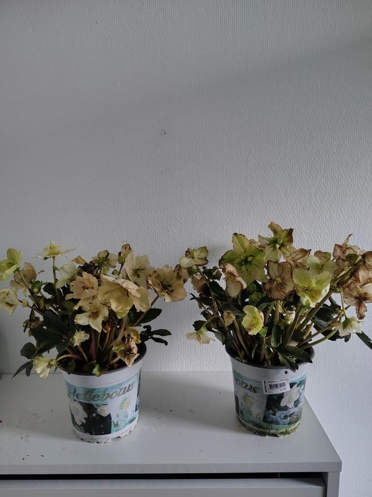 Christrose buiten planten, Tuin en Terras, Planten | Bomen, Volle zon, Bloeit niet, Minder dan 100 cm, Overige soorten