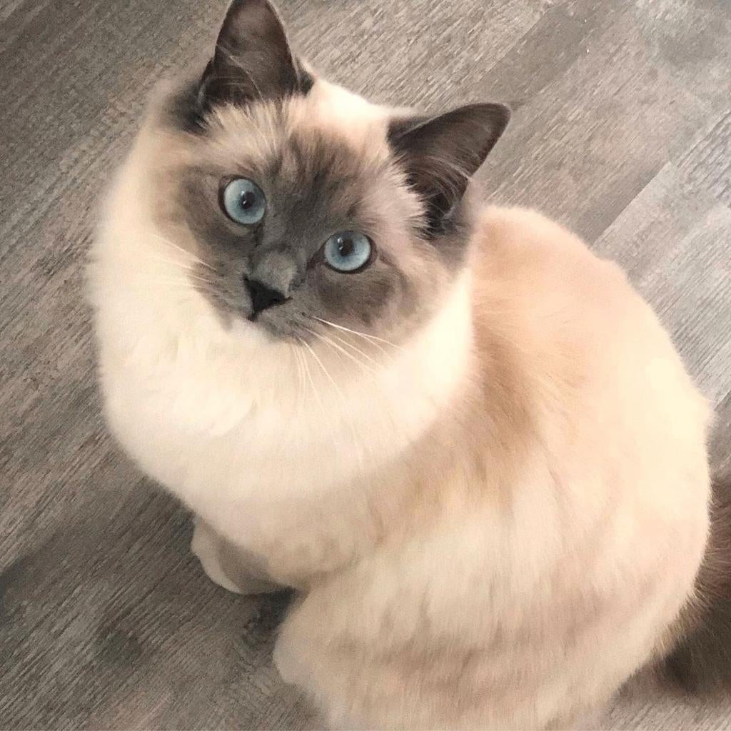 Ragdoll poes zoekt nw huisje, Dieren en Toebehoren, Poes, Ontwormd, 3 tot 5 jaar