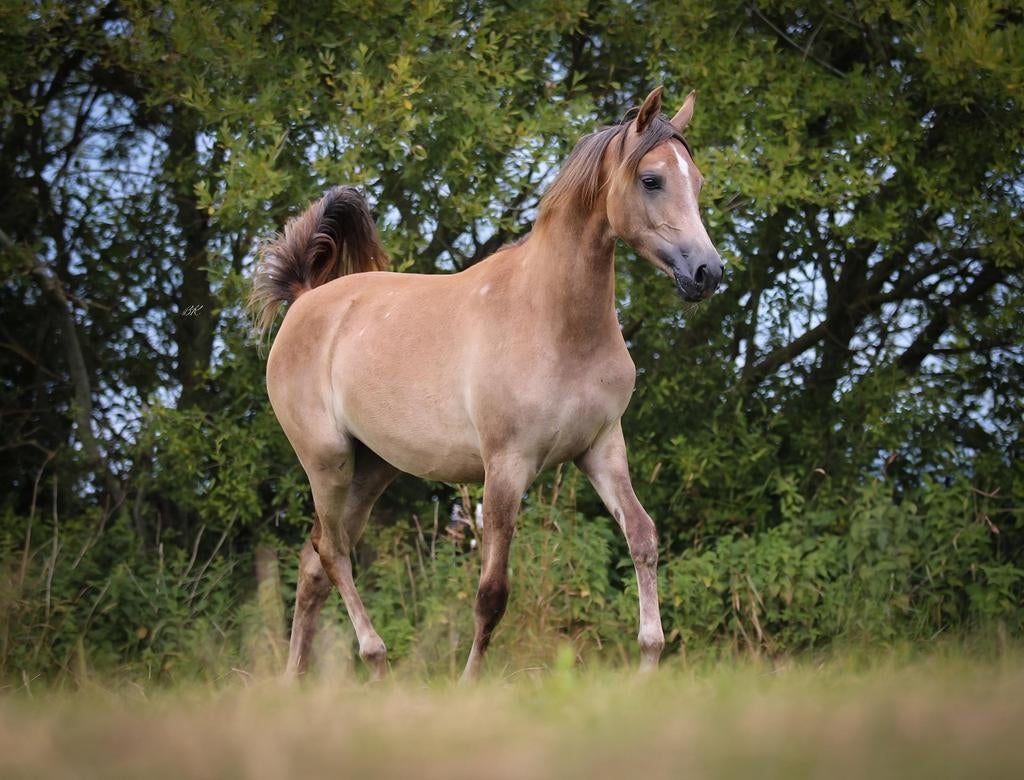 Meerdere arabieren te koop. Merries en hengst/ruin, Dieren en Toebehoren, Paarden, Merrie, Minder dan 160 cm, Met stamboom, 3 tot 6 jaar