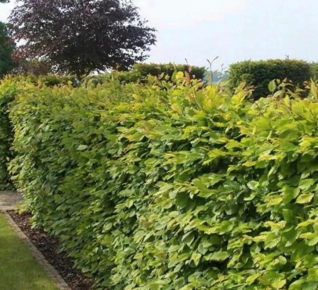 Beukenhaag Fagus Sylvatica, Ophalen of Verzenden, Beukenhaag, 100 tot 250 cm