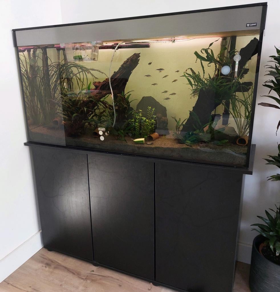 Groot aquarium, Ophalen, Gebruikt, Gevuld zoetwateraquarium