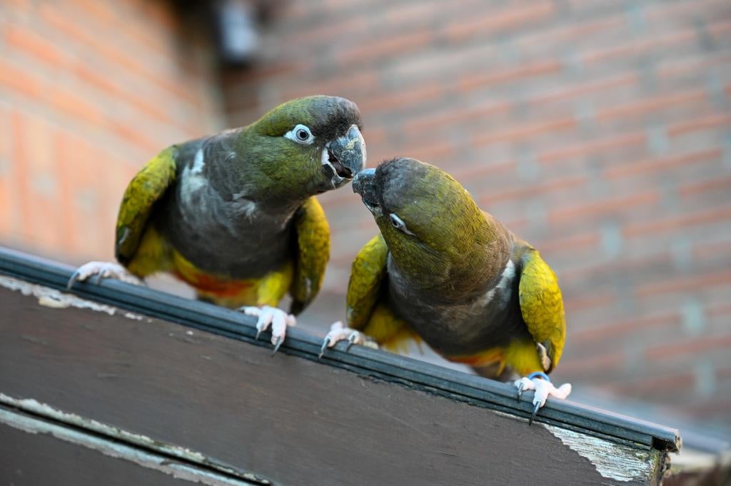 Rotsparkieten papegaaien vogel tam parkieten, Vrouwelijk, Parkiet