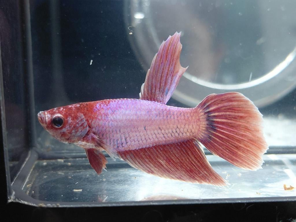Purple unicorn veiltail betta man, Dieren en Toebehoren, Vis
