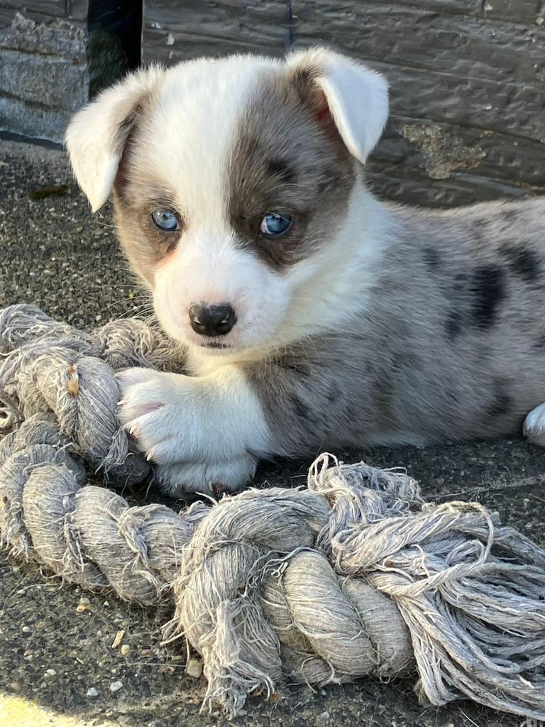 Prachtige welsh corgi cardigan pups  te koop !, Overige rassen, 8 tot 15 weken, Meerdere, Meerdere dieren