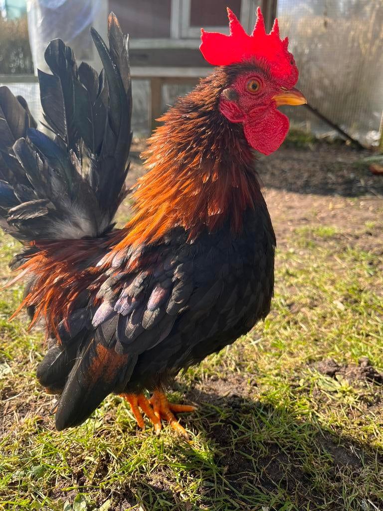 Gratis Serama kriel-haantje, Dieren en Toebehoren, Mannelijk, Kip