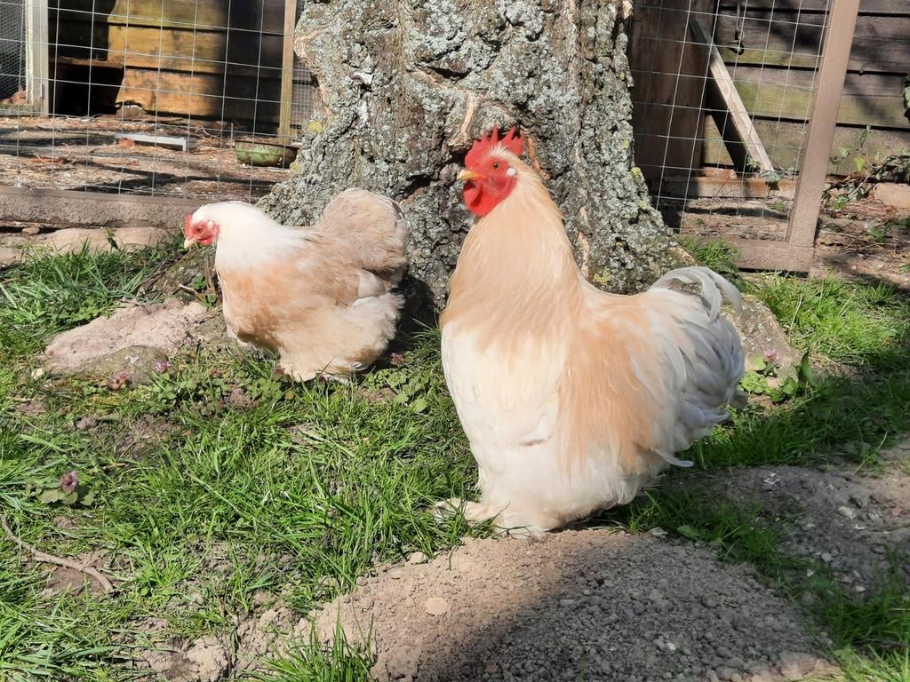 Broedeieren Cochin, Dieren en Toebehoren, Geslacht onbekend, Kip