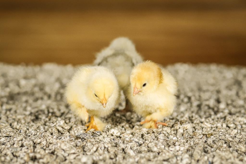 Brahma groot kippenkuikens | Gesekst en Ingeënt, Vrouwelijk, Kip