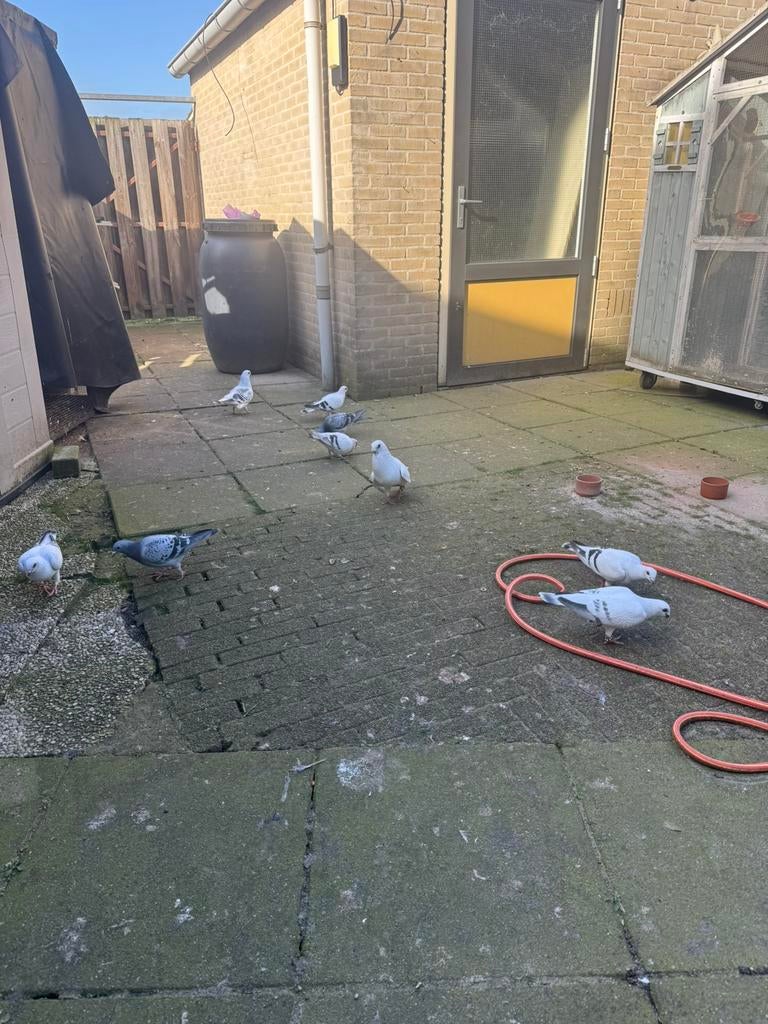 Syrich duiven, Dieren en Toebehoren, Meerdere dieren