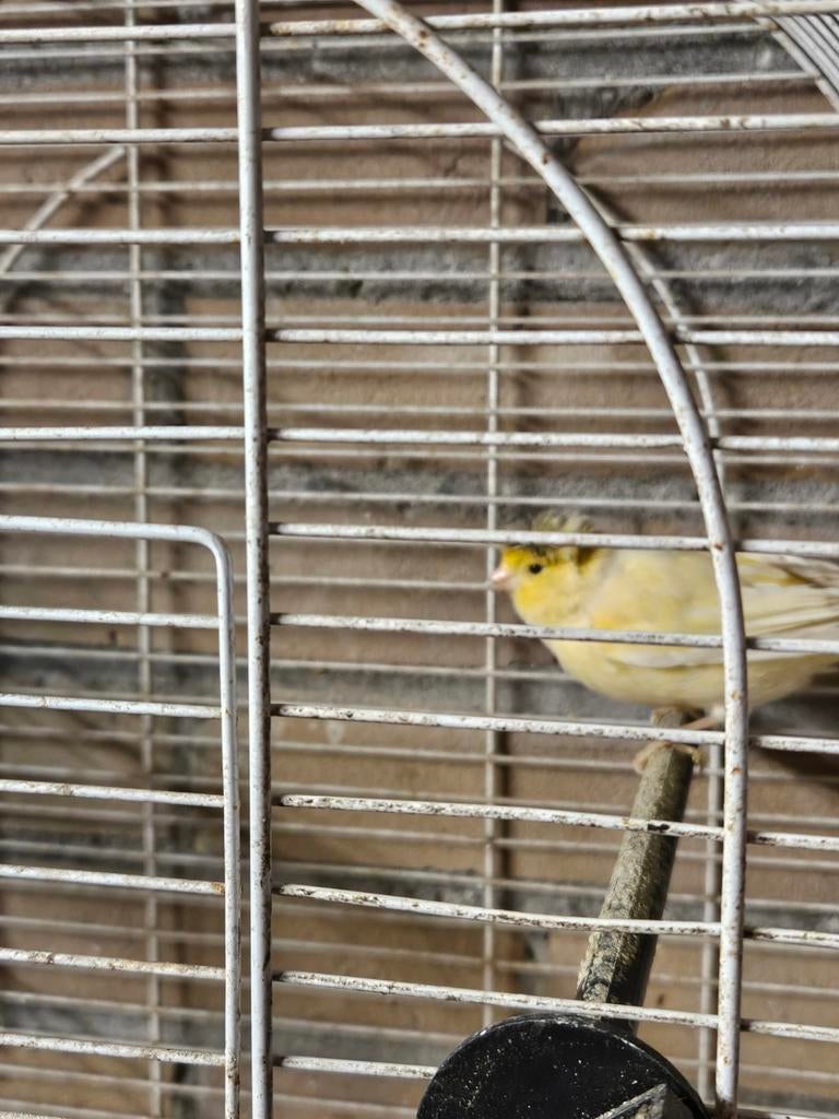 Kanarie pop, Dieren en Toebehoren, Vogels | Kanaries, Vrouwelijk, Kleurkanarie