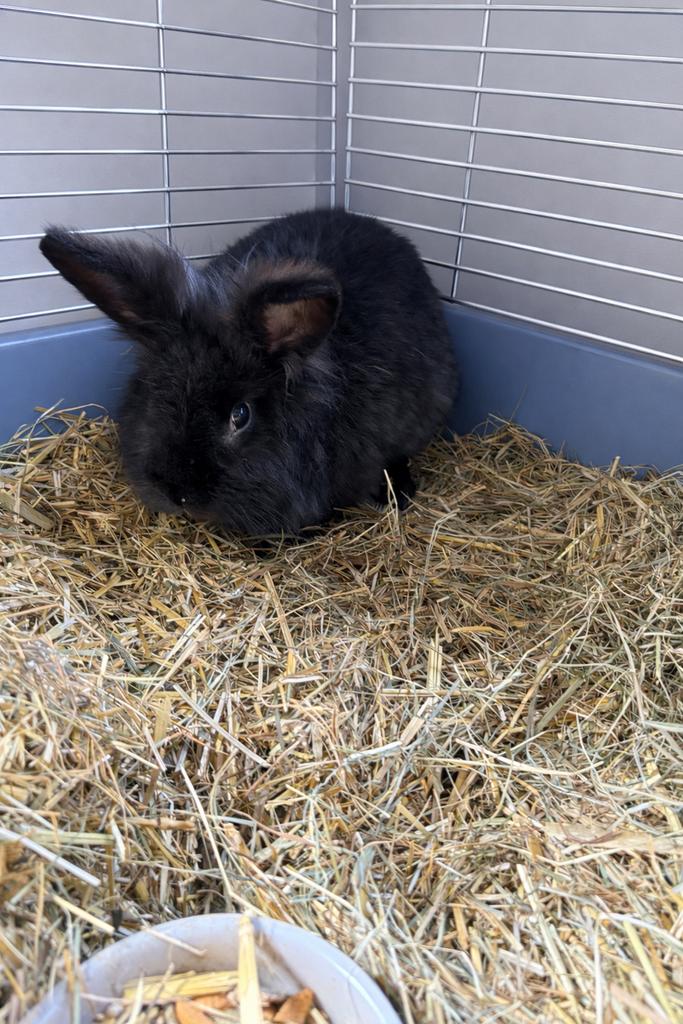 Konijn ram, Mannelijk, Middelgroot, 0 tot 2 jaar