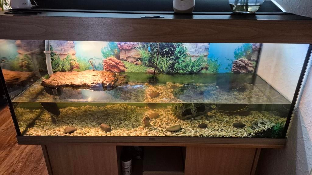 2 schildpadden inc alle toebehoren, Schildpad