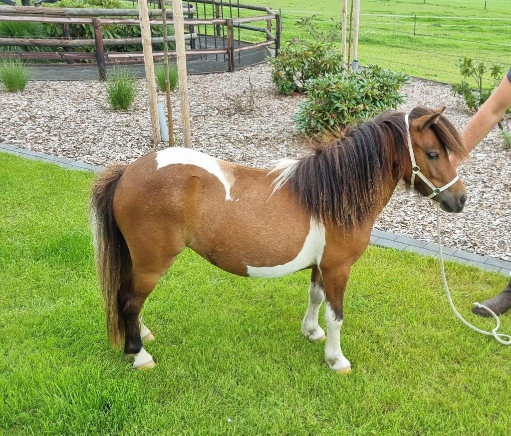 NSPS bruinbont stamboek shetlander merrie met veulentje, Dieren en Toebehoren, Pony's, Merrie, Met stamboom, Niet van toepassing