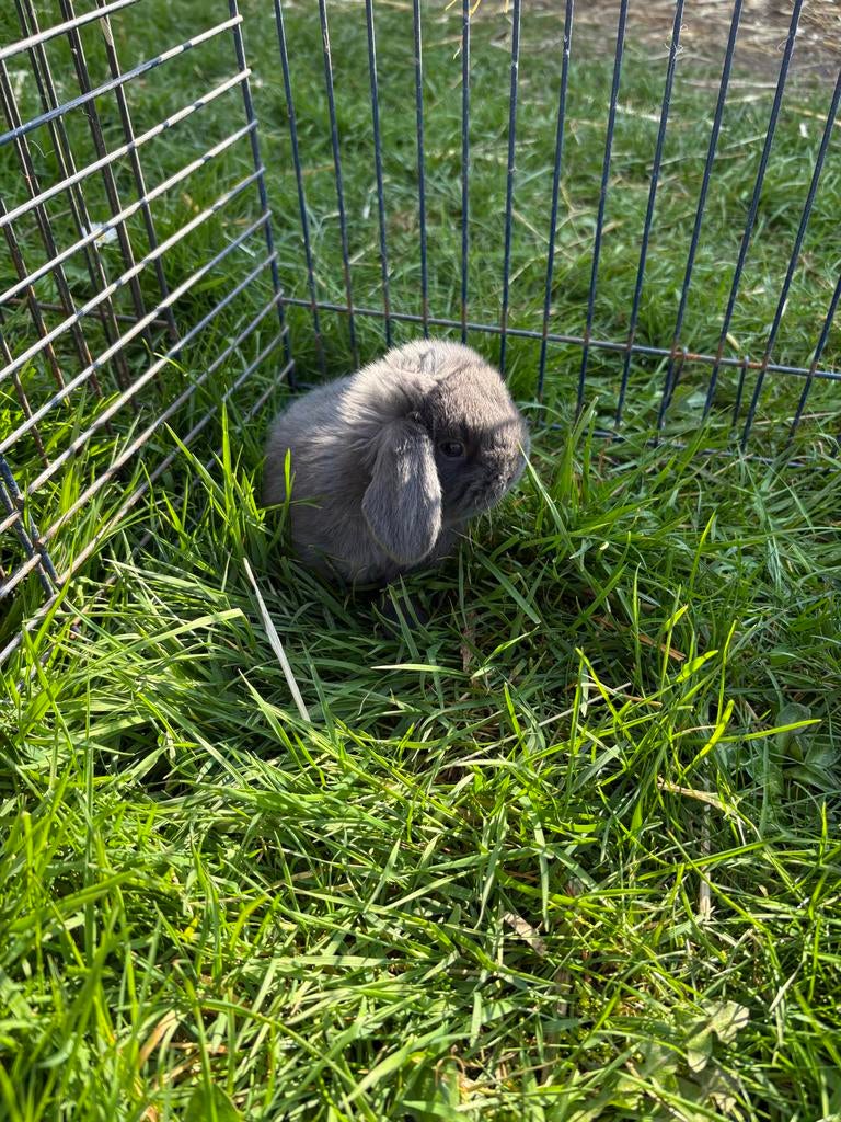 Baby Konijntje (Nederlandse dwerghangoor), Dieren en Toebehoren, Konijnen, Geslacht onbekend, Dwerg, Hangoor, 0 tot 2 jaar
