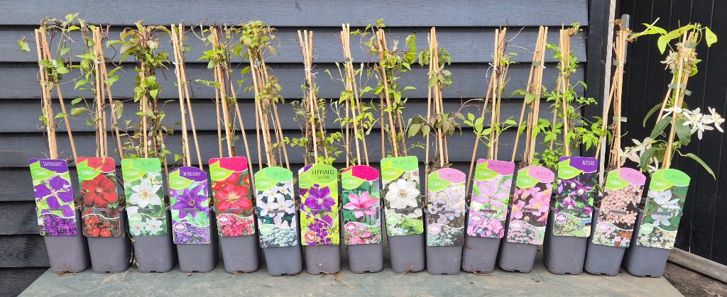 Clematis in soorten, Ophalen, Vaste plant, Overige soorten, Volle zon