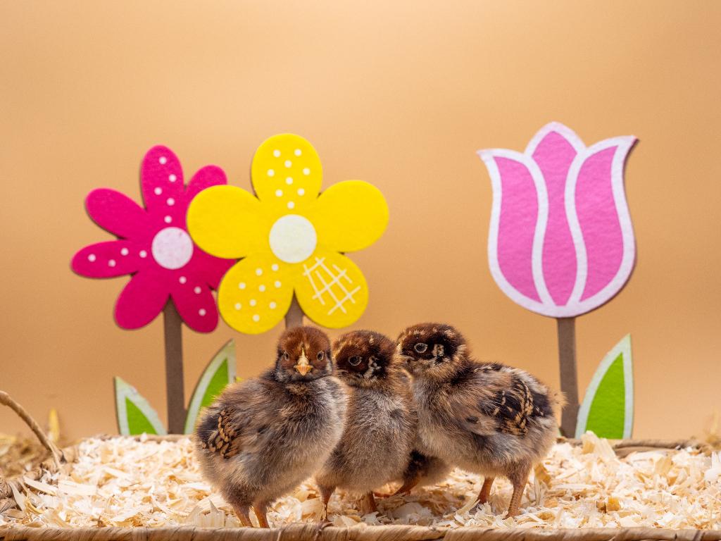 Jonge Barnevelder kuikens bruin gezoomd gesekst & ingeënt, Dieren en Toebehoren, Pluimvee, Vrouwelijk, Kip