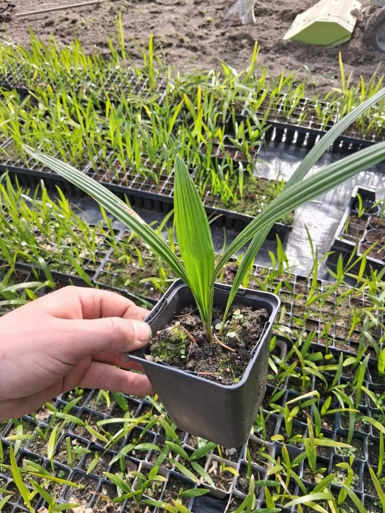 Grote Partij trachycarpus, Minder dan 100 cm, Zomer, Palmboom, Ophalen