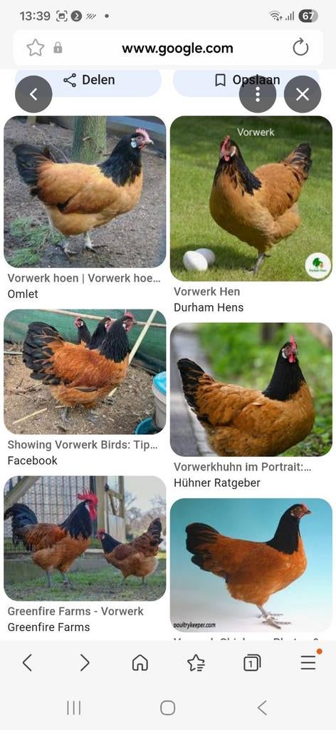 Vorwerk haan gezocht, Dieren en Toebehoren